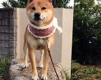 Handmade Karakusa Dog Scarf【S size】Neck circumference up to 30 cm