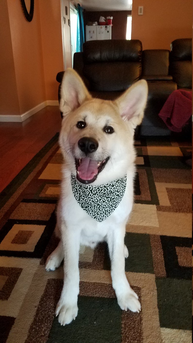 Shiba Inu KARAKUSA Dog Bandana Collar Green dog Collar Etsy