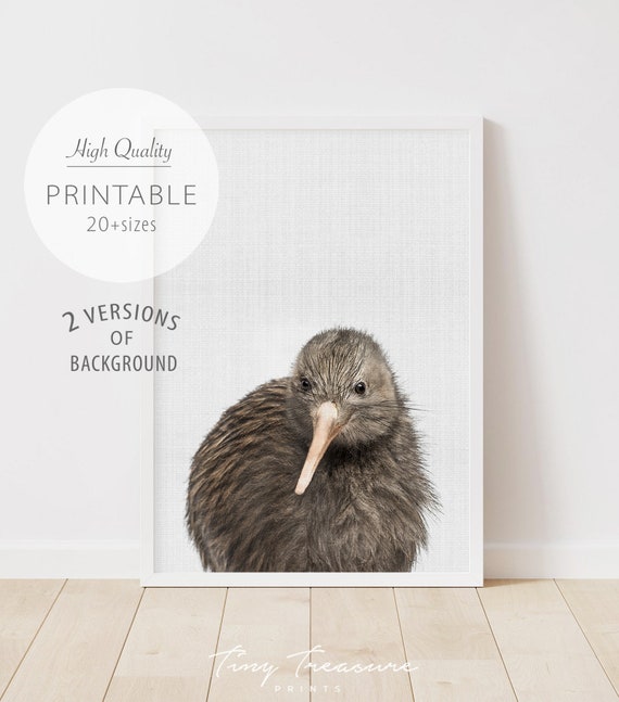 Baby Kiwi Print Australian Baby Animal Australian Animal Etsy