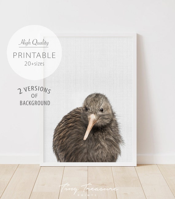 Baby Kiwi Print Australian Baby Animal Australian Animal Etsy Baby Kiwi Print Australian Baby Animal Australian Animal Etsy