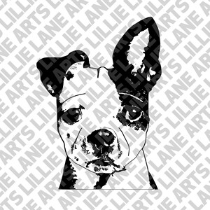 Chiot Boston Terrier réaliste / SVG png jpg fichier EPS vectoriel Clipart pour Cricut ou Silhouette
