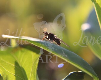 Quietud de verano – Macro fotografía de mosca sobre hierba / Impresión fotográfica de naturaleza / Descarga digital
