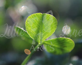 Foto de trébol macro: arte mural de naturaleza verde, impresión botánica de primer plano