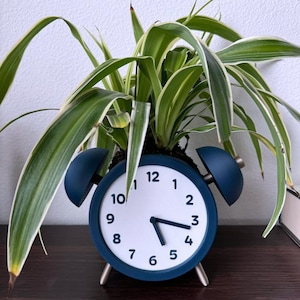 May include: A navy blue alarm clock repurposed as a planter, with a white clock face and black numbers. The clock hands point to 5:20. The clock holds a green and white spider plant, creating a unique decorative piece.