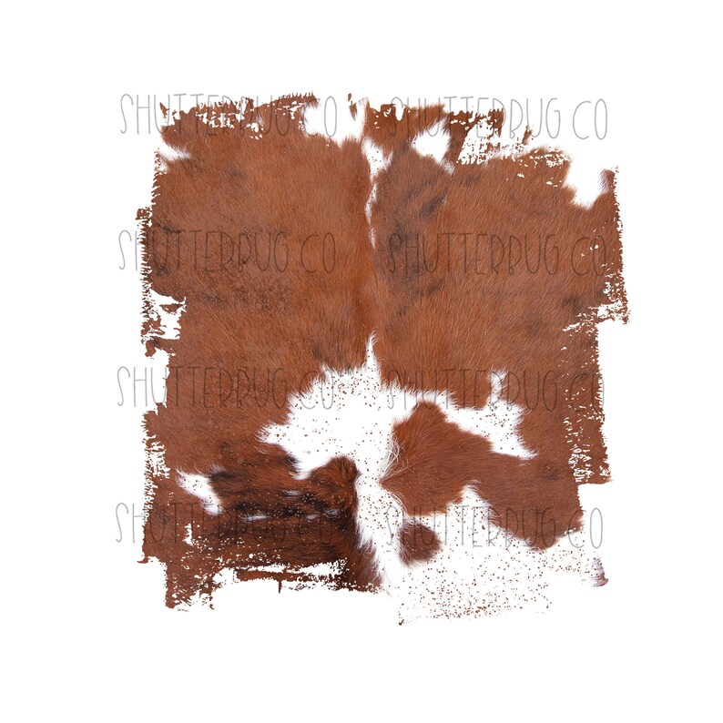 May include: A brown and white cowhide rug with a distressed, painted edge. The rug has a natural, rustic look and would add a touch of farmhouse style to any room.