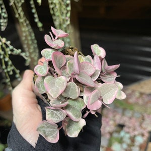 Variegated String of Hearts | VSOH | Ceropegia woodii | 2 or 4 inch pot rooted