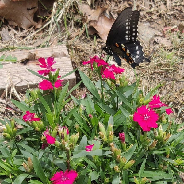 Vibrant Pink Dianthus - Pollinators Packet of Seeds Caryophyllaceae