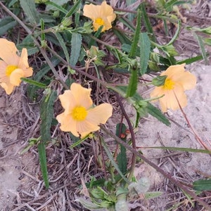 Hermosos pétalos de abanico amarillos, Sida Abutifolia Paquete de semillas para polinizadores imagen 6