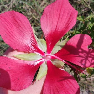 Texas Star Hibiscus - Seeds for Pollinators Hibiscus coccineus