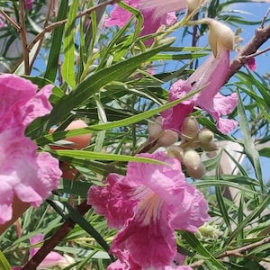 Lovely and Tough Desert Willow Tree - Seeds for Pollinators chilopsis linearis