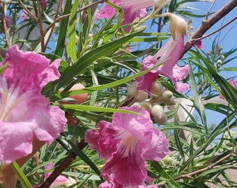 Lovely and Tough Desert Willow Tree - Bulk Seeds for Pollinators chilopsis linearis