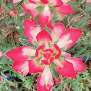 Indian Paintbrush Wildflower - Packet of Seeds Native Texas Castilleja