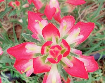 Indian Paintbrush Wildflower - Paquete de semillas Native Texas Castilleja