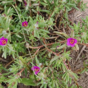 Gorgeous Magenta Portulaca - Packet of Seeds for native groundcover