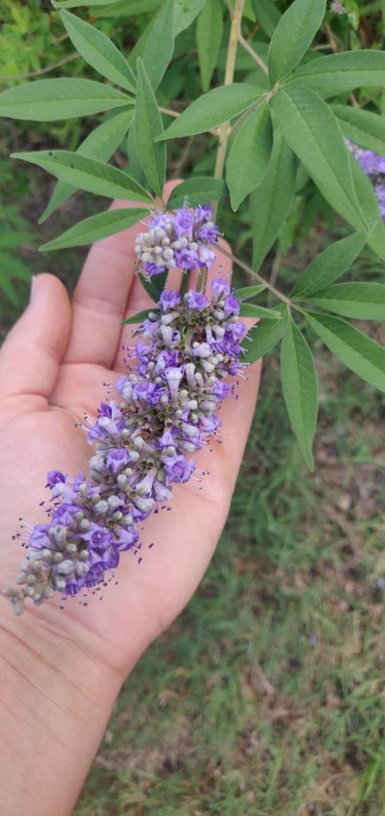 Vitex Tree or Chaste Tree vitex Agnuscastus Chasteberry Etsy