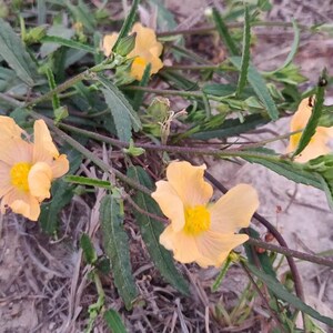 Hermosos pétalos de abanico amarillos, Sida Abutifolia Paquete de semillas para polinizadores imagen 2