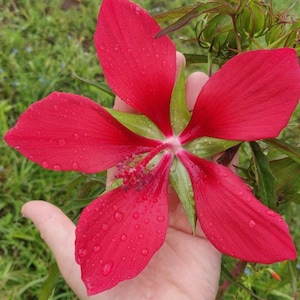Texas Star Hibiscus, Bulk Pack - Seeds for Pollinators Hibiscus coccineus