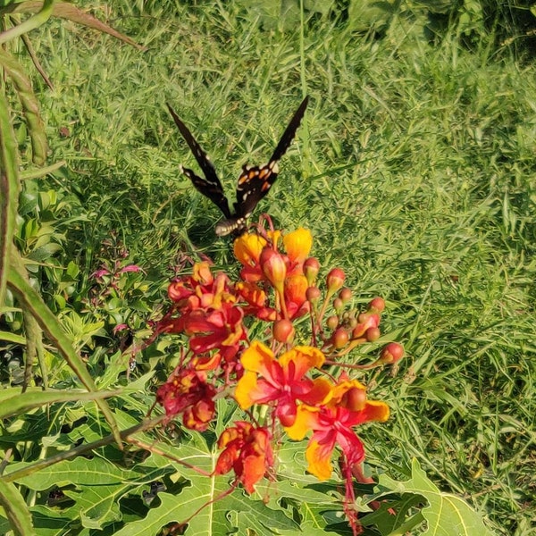 Vibrant Pride of Barbados - Bulk Seeds for Pollinators Caesalpinia Pulcherrima