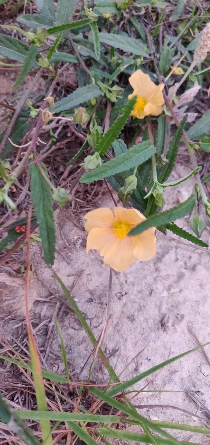 Hermosos pétalos de abanico amarillos, Sida Abutifolia Paquete de semillas para polinizadores imagen 4