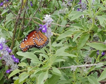 Hermosa taza harinosa de salvia - Semillas de salvia para polinizadores Mariposa Salvia farinacea