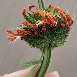 Leonotis nepetifolia (also known as klip dagga, Christmas candlestick, or lion&#39;s ear flower) Seeds for Pollinators 20+