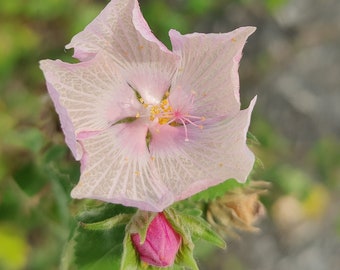 Rock Rose - Seeds for Pollinators Light Dainty Pink