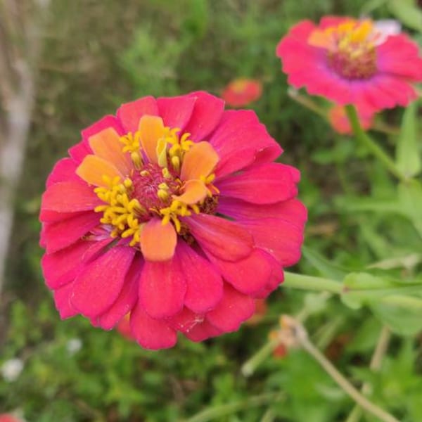 Iridescent Pink and Orange Zinnias - Packet of Seeds for Pollinators
