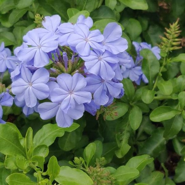 Purple Plumbago Auriculata - Packet of Seeds