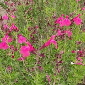 Vibrant Pink Salvia for Pollinators - Packet of Seeds Salvia greggii