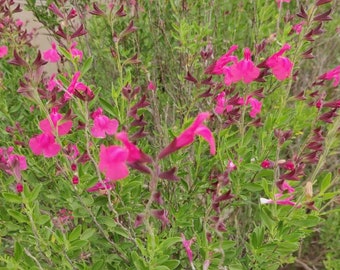 Salvia Rosa Vibrante para Polinizadores - Paquete de Semillas Salvia greggii