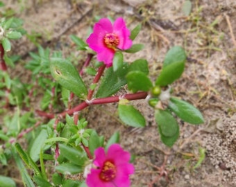 Preciosa Portulaca Rosa - Paquete de Semillas