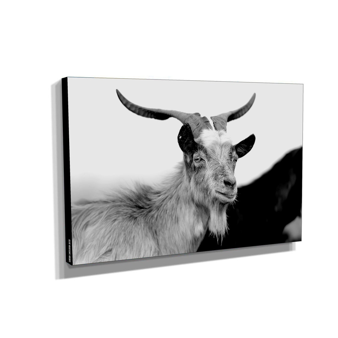 Mountain Goat Wall Art Photography Black and White Etsy