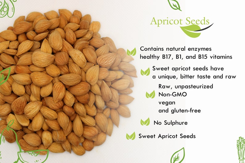Apricots Seeds Dried Sweet Raw Apricot Seeds Natural BEST Etsy