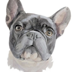 Op de afbeelding: Een aquarel schilderij van een Franse Bulldog met zwarte vacht en een witte borst. De hond heeft grote, donkere ogen en een gerimpeld gezicht.