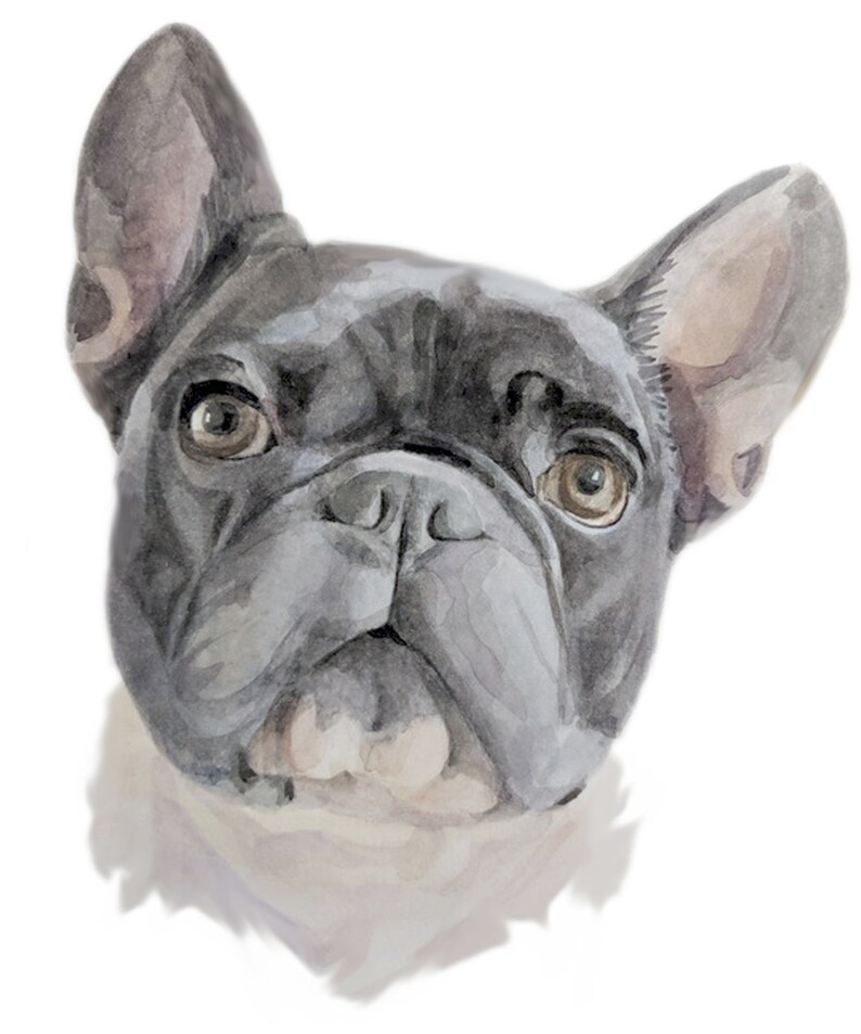 Op de afbeelding: Een aquarel schilderij van een Franse Bulldog met zwarte vacht en een witte borst. De hond heeft grote, donkere ogen en een gerimpeld gezicht.