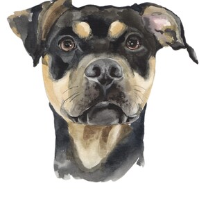 May include: Watercolor painting of a black and brown dog with a serious expression. The dog's fur is painted in shades of black, brown, and tan. The dog's eyes are brown and the nose is black.