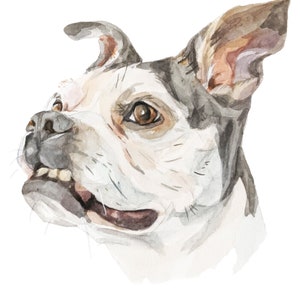 Op de afbeelding: Waterverf schilderij van een hondenkop. De hond heeft witte vacht met bruine en grijze markeringen. De hond kijkt omhoog en naar rechts. De bek van de hond is lichtjes open, waardoor zijn tanden zichtbaar zijn.