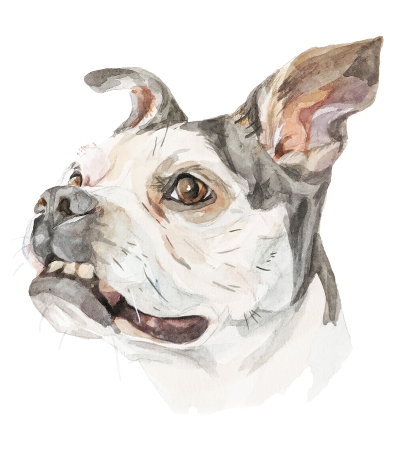 Op de afbeelding: Waterverf schilderij van een hondenkop. De hond heeft witte vacht met bruine en grijze markeringen. De hond kijkt omhoog en naar rechts. De bek van de hond is lichtjes open, waardoor zijn tanden zichtbaar zijn.