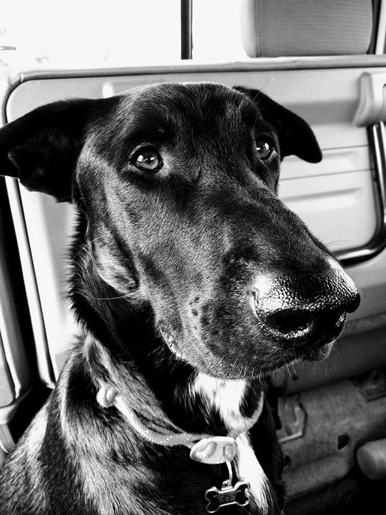Portrait from Photo Double Pet Portrait Pet Art Two Dogs Painting