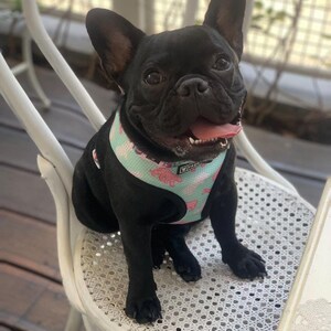 Op de afbeelding: Een zwarte Franse bulldog met een lichtblauw en roze hondenharnas met een roze en wit patroon. De hond zit op een witte rieten stoel.
