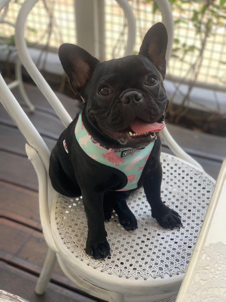 Op de afbeelding: Een zwarte Franse bulldog met een lichtblauw en roze hondenharnas met een roze en wit patroon. De hond zit op een witte rieten stoel.