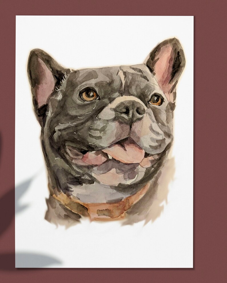 Op de afbeelding: Waterverf schilderij van een Franse Bulldog met een bruine halsband. De hond heeft een lichtgrijze vacht en kijkt naar rechts met zijn tong naar buiten.