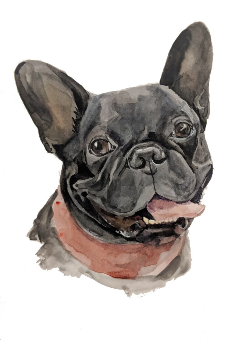 Op de afbeelding: Waterverf schilderij van een zwarte Franse Bulldog met een roze bandana. De hond kijkt naar rechts en heeft zijn tong uitgestoken.