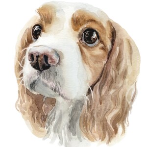 May include: Watercolor painting of a brown and white dog with long, wavy fur. The dog has brown eyes and a wet nose. The painting is done in a realistic style.