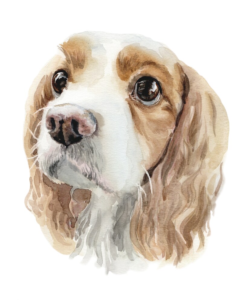 May include: Watercolor painting of a brown and white dog with long, wavy fur. The dog has brown eyes and a wet nose. The painting is done in a realistic style.