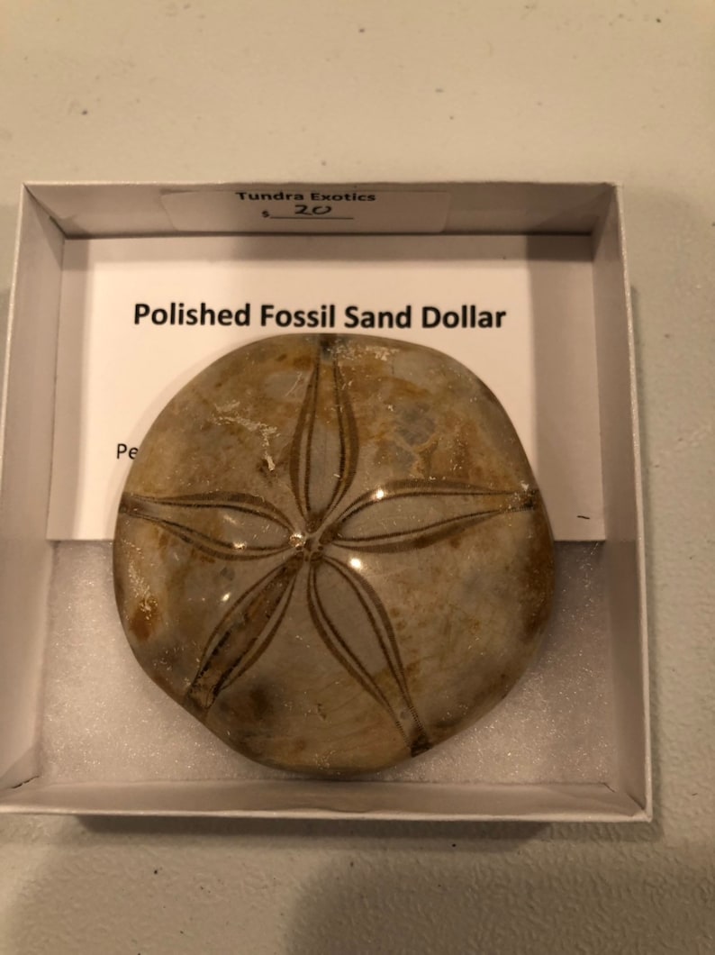 Polished fossil sand dollar