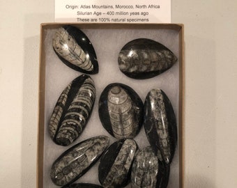 Orthoceras fossil cabachons