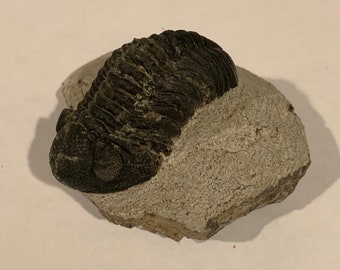 Austerops Trilobite Fossil