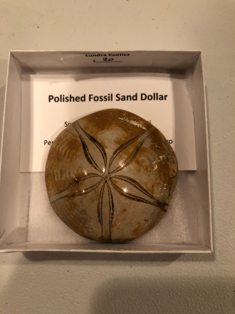Polished fossil sand dollar