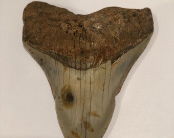 4 3/16" Megalodon Tooth